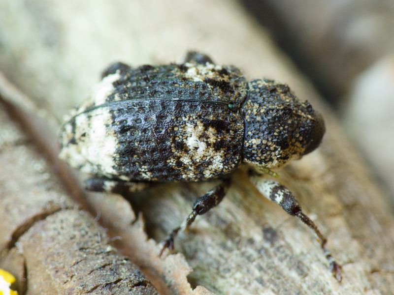 Cryptorhynchus (Cryptorhynchus) lapathi (Linnaeus, 1758)